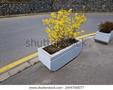 Yellow flowering shrubs called golden rain sculpted by gardeners into a hedge, shaped like a ball, by a bench and by a reflective color by a road in a bend