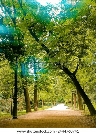 Sand path with trees in El Retiro Park in Madrid - Spain – Europe