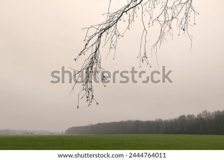 In the foreground of the bare twigs of the tree, in the background field with trees, foggy landscape, cold weather, green horizon, natural background for text, outdoor, colored photography