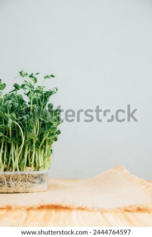 Home gardening. Greens microgreens, peas, in plastic containers on a linen rug on a wooden background. Front view