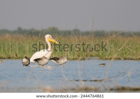 The great white pelican (Pelecanus onocrotalus) also known as the eastern white pelican, rosy pelican or simply white pelican observed in Lesser Rann of Kutch in Gujarat, India Royalty-Free Stock Photo #2444764861