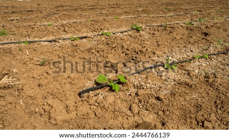 Newly planted strawberries in the field and a drip irrigation system has been installed Royalty-Free Stock Photo #2444766139