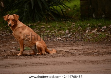 yellowish brown dog, concentrated. canine pet