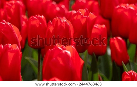 beautiful red tulips in the Netherlands 