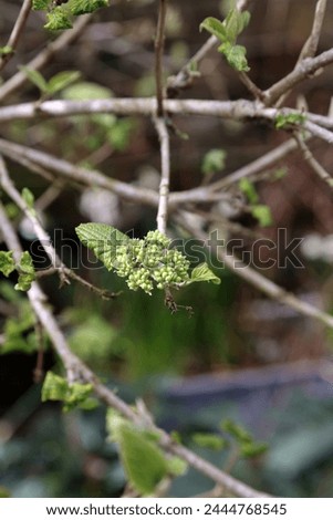 Closeup of Wayfaring Tree buds and leaves in early Spring, Derbyshire England
 Royalty-Free Stock Photo #2444768545