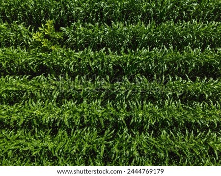 Agricultural corn field plantation from above, Chiriqui, Panama- stock photo