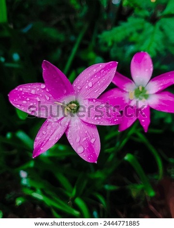 Beautiful picture of Zephyranthes rosea commonly known as the Cuban zephirlily,rose fairy lily,the pink rain lily is a species of rain Lily native to Peru and Colombia.