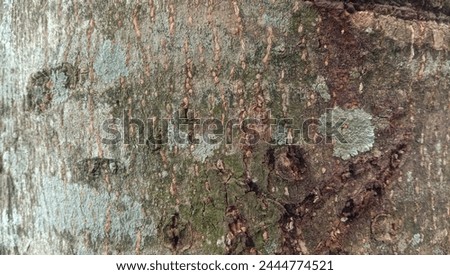 Bark pattern is seamless texture from tree. For background wood work, Bark of brown hardwood, thick bark hardwood, residential house wood Royalty-Free Stock Photo #2444774521