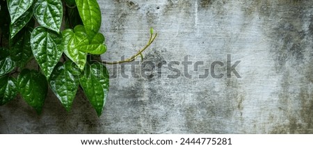 Banner for website, desktop, wallpaper, copy space for text and advertising, blank, empty, free space. Nature wallpaper. Tropical leaves texture 21:9
