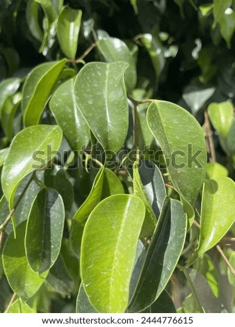 Green leafs closeup Picture Background 