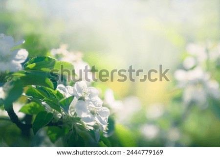 White flowers of blooming apple trees with green leaves in spring. Macro image, shallow depth of field. Blurred nature background