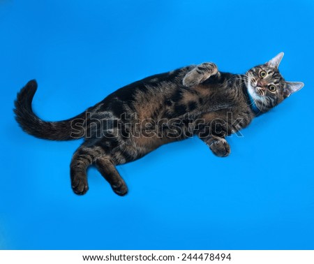 Tabby kitten teenager lying on blue background