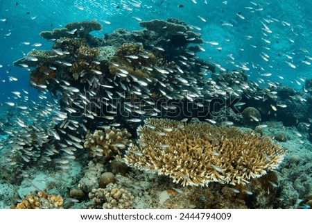 Cardinalfish school around a coral bommie on a biodiverse reef in Raja Ampat, Indonesia. This tropical region is known as the heart of the Coral Triangle due to its incredible marine biodiversity. Royalty-Free Stock Photo #2444794009