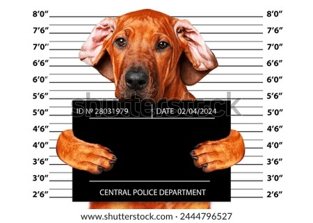 Rhodesian Ridgeback dog holding a police department poster. Photo of the arrest of a criminal. Funny picture with animals.