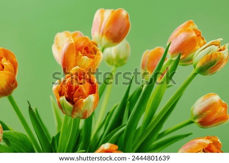 Bright orange tulips on a pastel green background. Festive concept for Mother's Day or Valentine's Day. Greeting card, Easter flat lay, best wishes, close up