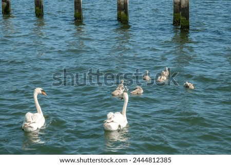 mute swans cygnus olor with family of cygnets swimming in the sea