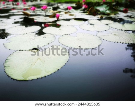 Beautiful pink lotus flower with green leaves in the pond. Pink lotus flowers blooming on the water