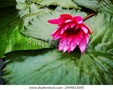 Beautiful pink lotus flower with green leaves in the pond. Pink lotus flowers blooming on the water