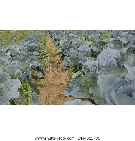 Cabbage, comprising several cultivars of Brassica oleracea, is a leafy green, red, or white biennial plant grown as an annual vegetable crop for its dense-leaved heads Royalty-Free Stock Photo #2444815935