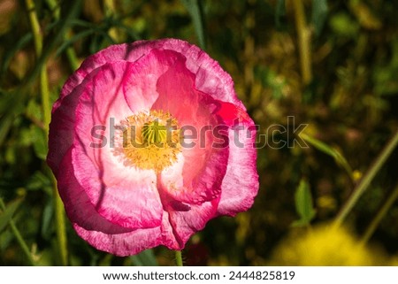 Wild poppy flowers with macro details of insects Royalty-Free Stock Photo #2444825819