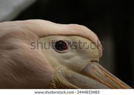The great white pelican (Pelecanus onocrotalus) also known as the eastern white pelican, rosy pelican  Royalty-Free Stock Photo #2444833483