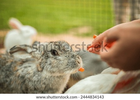 close-up of rabbits on the farm, feeding rabbits by hand, pets. farm, animals