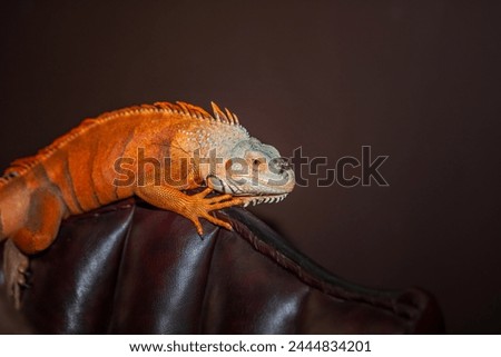 The iguana, also known as the American iguana, is a large arboreal, mainly herbivorous lizard of the genus iguana. The picture was taken at close range in Central and South America. blurred