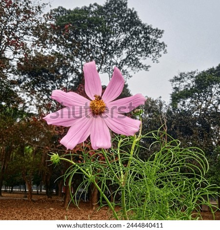 Garden Cosmos Flowering plants with Colorful versatile Cosmos flowers. Scientific name "Cosmos bipinnatus". Native Of Mexico, America. Daytime photo shoot in Bangladesh in 2024.