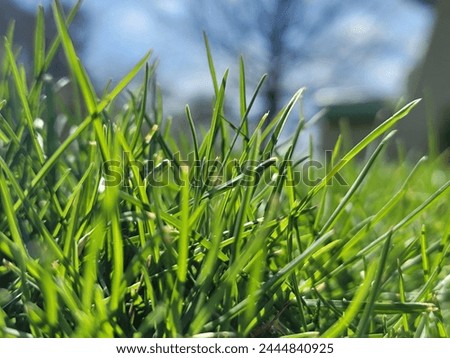 Vibrant Green Grass Close-Up - Lush Lawn and Garden Textures
