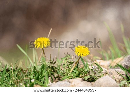 Two bright bloom yellow dandelions in early spring meadow, close up of yellow flowers blooming in green grass, Dandelion officinalis, march and april floral nature