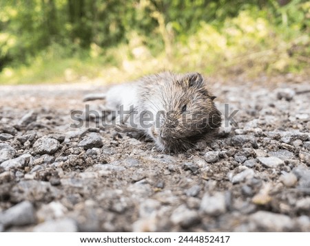 Dead Common vole (Microtus arvalis) animal on road in forest Royalty-Free Stock Photo #2444852417