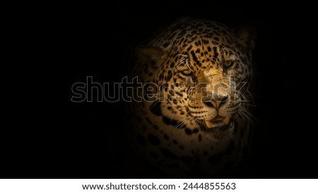 Angry wild cheetah face in the dark of night on forest. Warm light with black background.