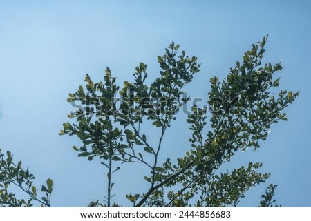 Tree with blacklight sub casting on the clear blue sky background Royalty-Free Stock Photo #2444856683