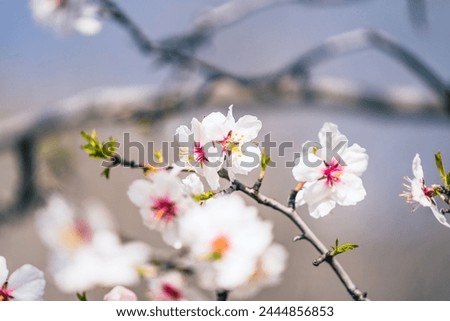 Close up of branch with white-pink flowers and fresh green leaves on wild almond tree in early spring day, march and april floral nature, selective focus