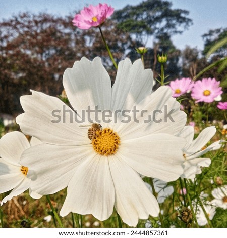 Garden Cosmos flowering plants with Colorful Cosmos flowers. Bee buzzes and sitting on flowers. Scientific name"Cosmos bipinnatus".Native to Mexico and America. Morning time photo shoot in Bangladesh.