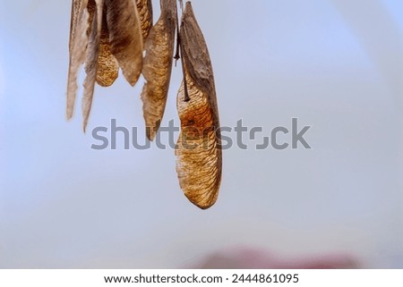 Dry, flying, seeds (fruits) of an ash-leaved maple against the background of a foggy sky. Last year s maple tiny wings of flying seeds (fruits) against a gray rainy February sky.  Royalty-Free Stock Photo #2444861095