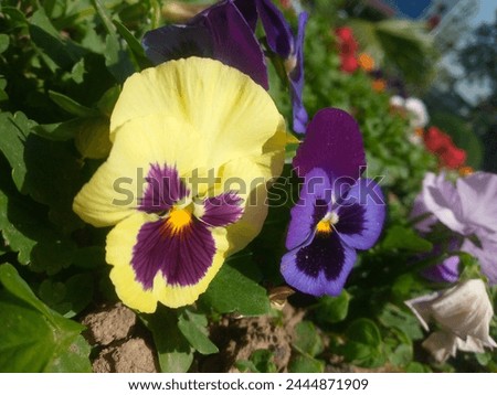 The best image of a beautiful yellow and purple flowers with colourful petals and sepals blooming in the afternoon sunlight in Islamabad,  Pakistan at 11 March .