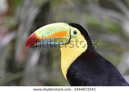 Birds of Costa Rica: Keel-billed Toucan (Ramphastos sulphuratus)