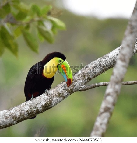 Birds of Costa Rica: Keel-billed Toucan (Ramphastos sulphuratus)