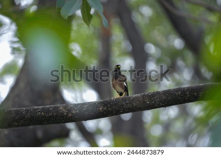 Common myna is perching on a tree branch, isolated object with blur background