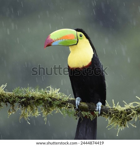 Birds of Costa Rica: Keel-billed Toucan in the pouring rain