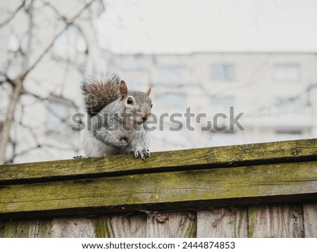 Side view of fluffy squirrel sitting on wooden fence on street