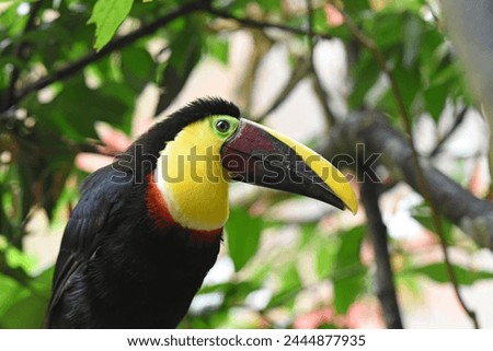 Birds of Costa Rica: Black-mandibled Toucan (Ramphastos ambiguus)