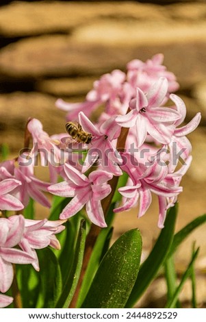 small bee in pink bloom of hyacintus