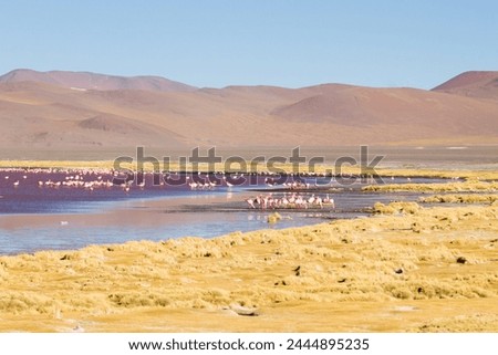 Laguna Colorada flamingos, Bolivia. Puna flamingo. Andean wildlife. Red lagoon Royalty-Free Stock Photo #2444895235