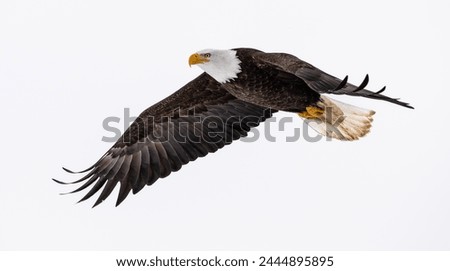 mature american bald eagle in flight and isolated against bright white clouded sky background