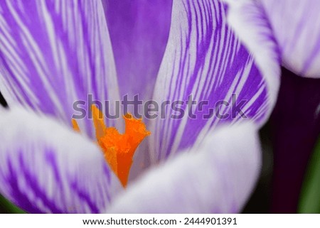 Purple crocus flower. Macro photography.