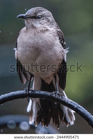 A Northern Mockingbird on a high perch in the rain                               