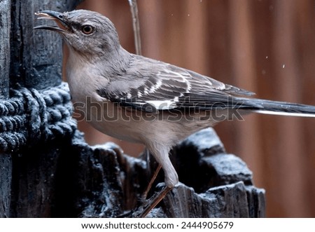 A Northern Mockingbird on a garden ornamental fountain                               