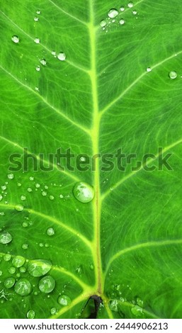 leafleaf, in botany, any usually flattened green outgrowth from the stem of a vascular plant. As the primary sites of photosynthesis, leaves manufacture food for plants, which in turn ultimately nouri